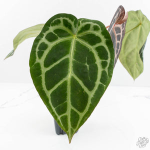 Anthurium Zara '14' x Black Widow '13' by DocBlock® (wk18-N)