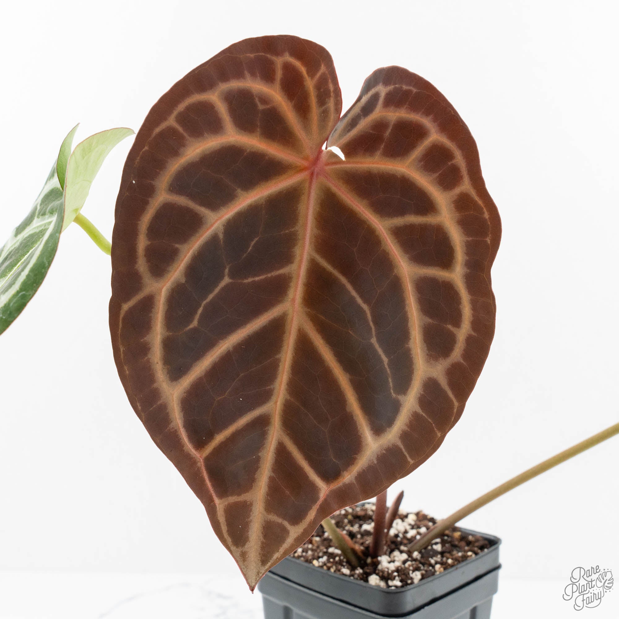 Anthurium Zara '14' x Black Widow '13' by DocBlock® (wk18-N