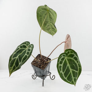 Anthurium Zara '14' x Black Widow '13' by DocBlock® (wk18-N)