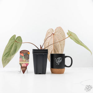 Anthurium Zara '14' x Black Widow '13' by DocBlock® (wk21-X)