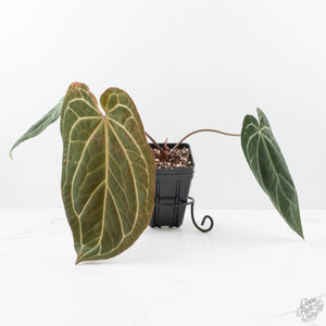 Anthurium Zara '14' x Black Widow '13' by DocBlock® (wk21-X)