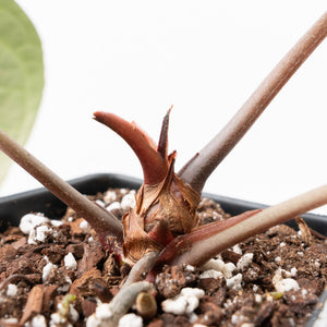 Anthurium Zara '14' x Black Widow '13' by DocBlock® (wk21-X)