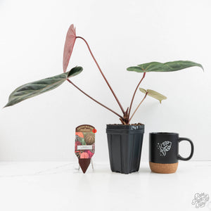 Anthurium Zara '29' x Dark and Handsome '9' by DocBlock® (wk18-Z)