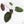 Anthurium Zara '29' x Dark and Handsome '9' by DocBlock® (wk18-Z)