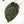 Anthurium Zara '29' x Dark and Handsome '9' by DocBlock® (wk18-Z)