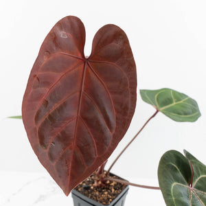 Anthurium Zara '29' x Dark and Handsome '9' by DocBlock® (wk18-Z)