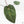 Anthurium Zara '29' x Dark and Handsome '9' by DocBlock® (wk18-Z)