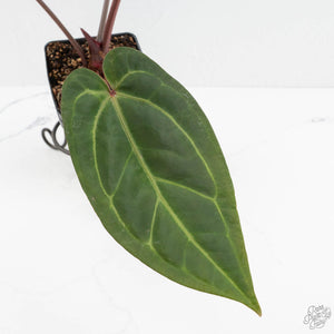 Anthurium Zara '29' x Dark and Handsome '9' by DocBlock® (wk18-Z)