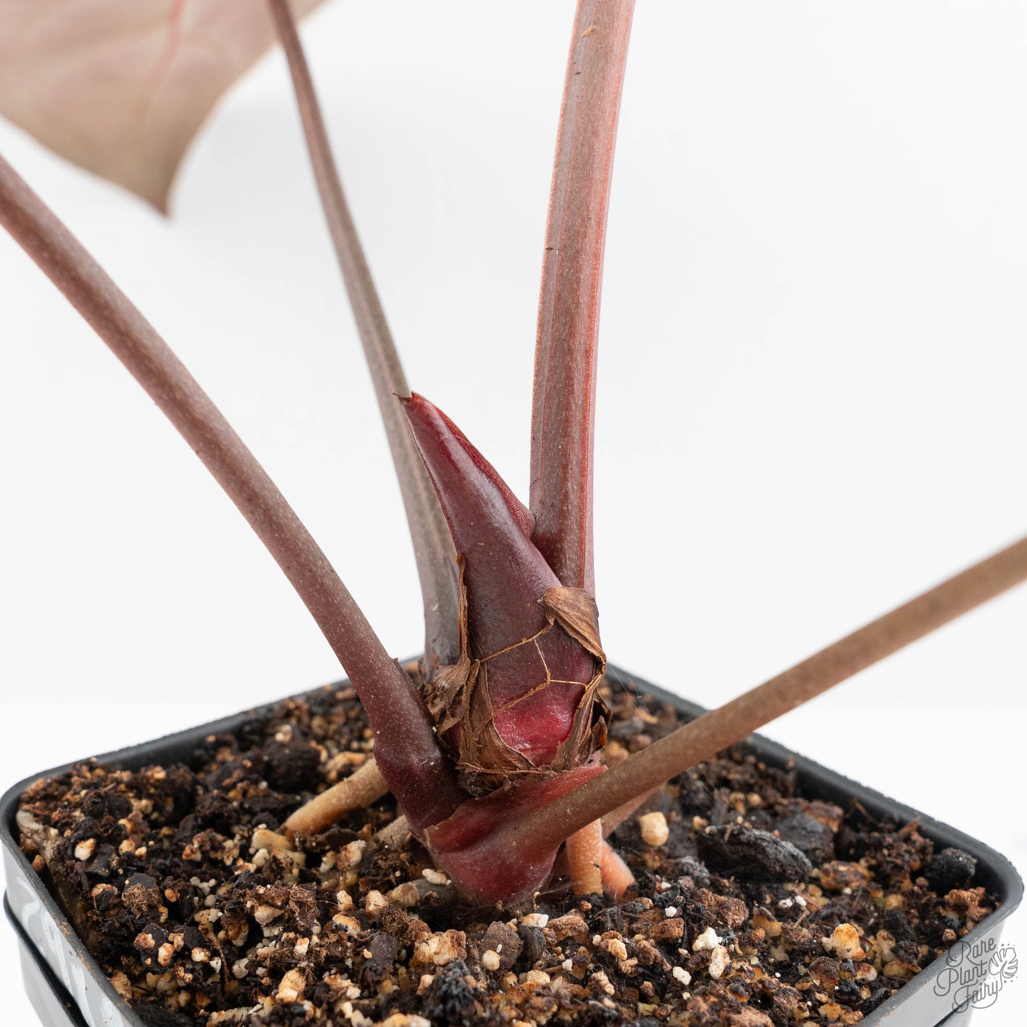 Anthurium Zara '29' x Dark and Handsome '9' by DocBlock® (wk18-Z