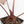 Anthurium Zara '29' x Dark and Handsome '9' by DocBlock® (wk18-Z)