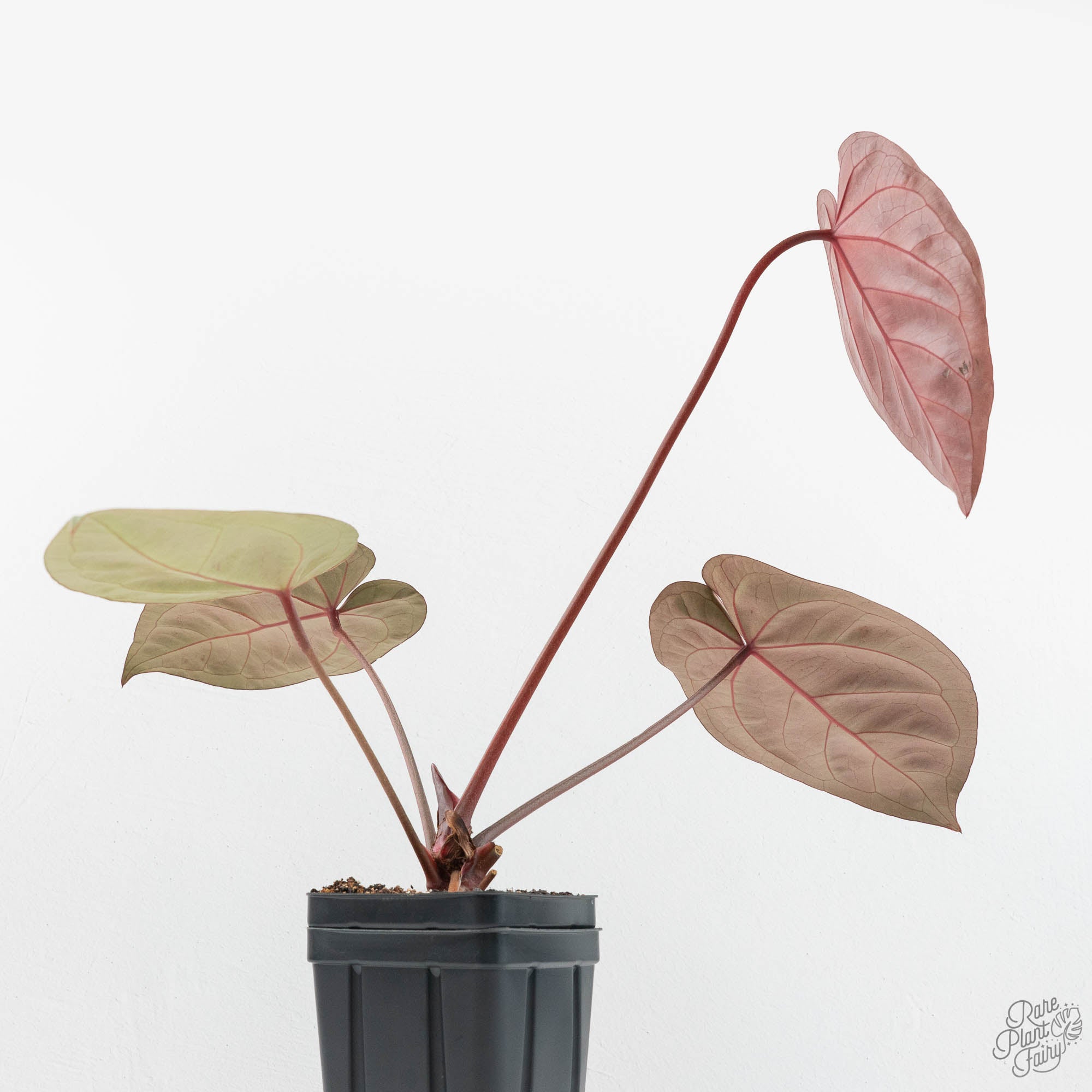 Anthurium Zara '29' x Dark and Handsome '9' by DocBlock® (wk18-Z