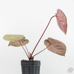 Anthurium Zara '29' x Dark and Handsome '9' by DocBlock® (wk18-Z)