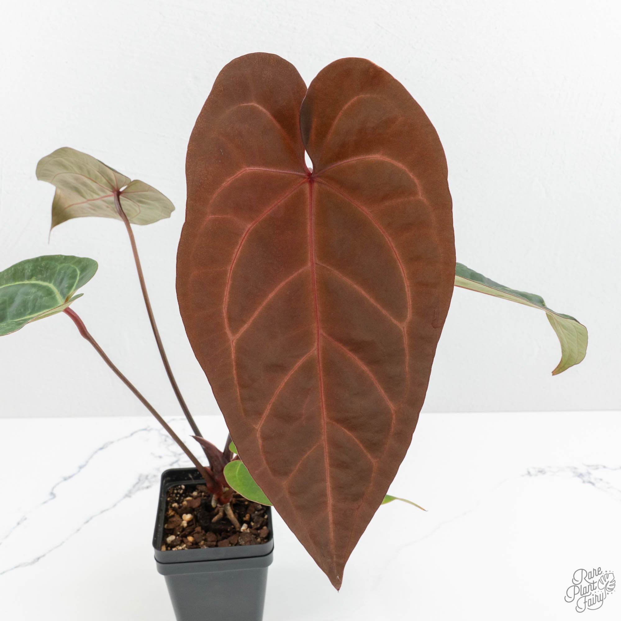 Anthurium Zara '29' x Dark and Handsome '9' by DocBlock® (wk15-A