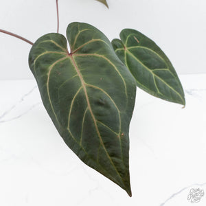 Anthurium Zara '29' x Dark and Handsome '9' by DocBlock® (wk19-Z)