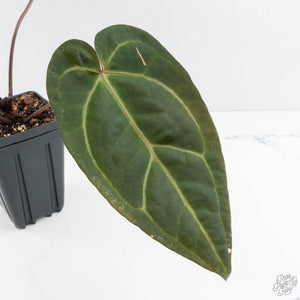 Anthurium Zara '29' x Dark and Handsome '9' by DocBlock® (wk19-Z)