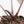 Anthurium Zara '29' x Dark and Handsome '9' by DocBlock® (wk19-Z)