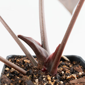 Anthurium Zara '29' x Dark and Handsome '9' by DocBlock® (wk19-Z)