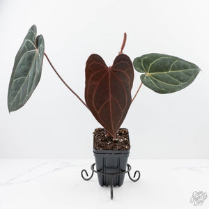 Anthurium  Zara '29' x  Dark and Handsome '9' by DocBlock® (wk22-O)
