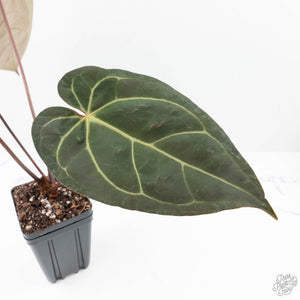 Anthurium  Zara '29' x  Dark and Handsome '9' by DocBlock® (wk22-O)