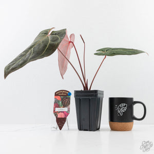 Anthurium  Zara '29' x  Dark and Handsome '9' by DocBlock® (wk23-J)