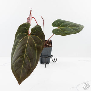 Anthurium  Zara '29' x  Dark and Handsome '9' by DocBlock® (wk23-J)