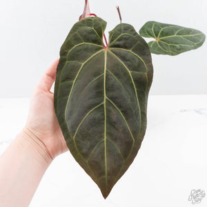 Anthurium  Zara '29' x  Dark and Handsome '9' by DocBlock® (wk23-J)