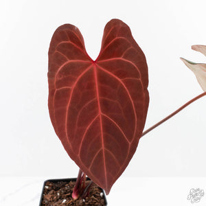 Anthurium  Zara '29' x  Dark and Handsome '9' by DocBlock® (wk23-J)