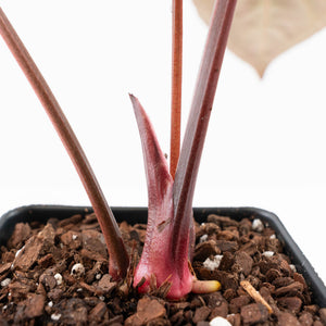 Anthurium  Zara '29' x  Dark and Handsome '9' by DocBlock® (wk23-J)