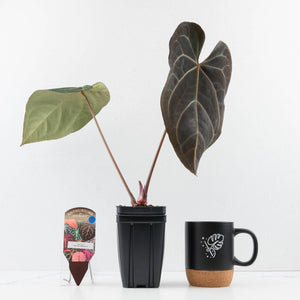 Anthurium  Zara '29' x  Dark and Handsome '9' by DocBlock® (wk30-H)