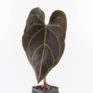 Anthurium  Zara '29' x  Dark and Handsome '9' by DocBlock® (wk30-H)