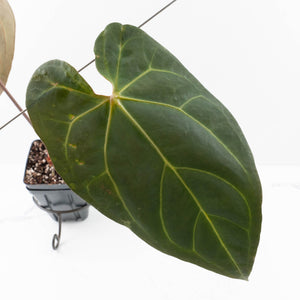 Anthurium  Zara '29' x  Dark and Handsome '9' by DocBlock® (wk30-H)