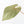 Anthurium  Zara '29' x  Dark and Handsome '9' by DocBlock® (wk30-H)