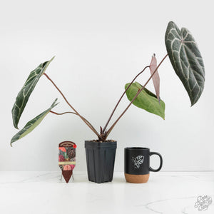 Anthurium Zara '29' x Zara '3' by DocBlock® (wk18-P)