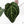 Anthurium Zara '29' x Zara '3' by DocBlock® (wk18-P)