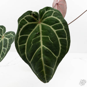 Anthurium Zara '29' x Zara '3' by DocBlock® (wk18-P)