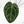 Anthurium Zara '29' x Zara '3' by DocBlock® (wk18-P)