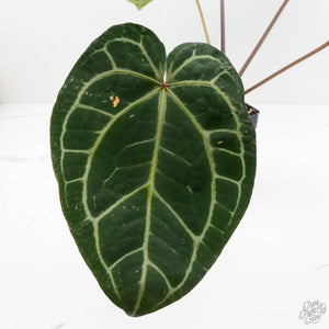 Anthurium Zara '29' x Zara '3' by DocBlock® (wk18-P)