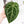 Anthurium Zara '29' x Zara '3' by DocBlock® (wk18-P)