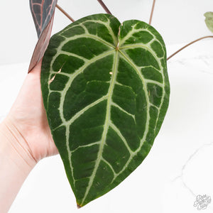 Anthurium Zara '29' x Zara '3' by DocBlock® (wk18-P)
