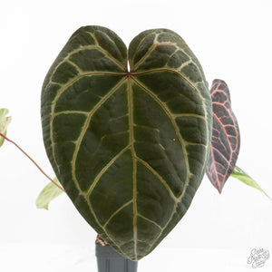 Anthurium Zara '29' x Zara '3' by DocBlock® (wk18-P)