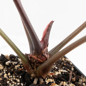 Anthurium Zara '29' x Zara '3' by DocBlock® (wk18-P)