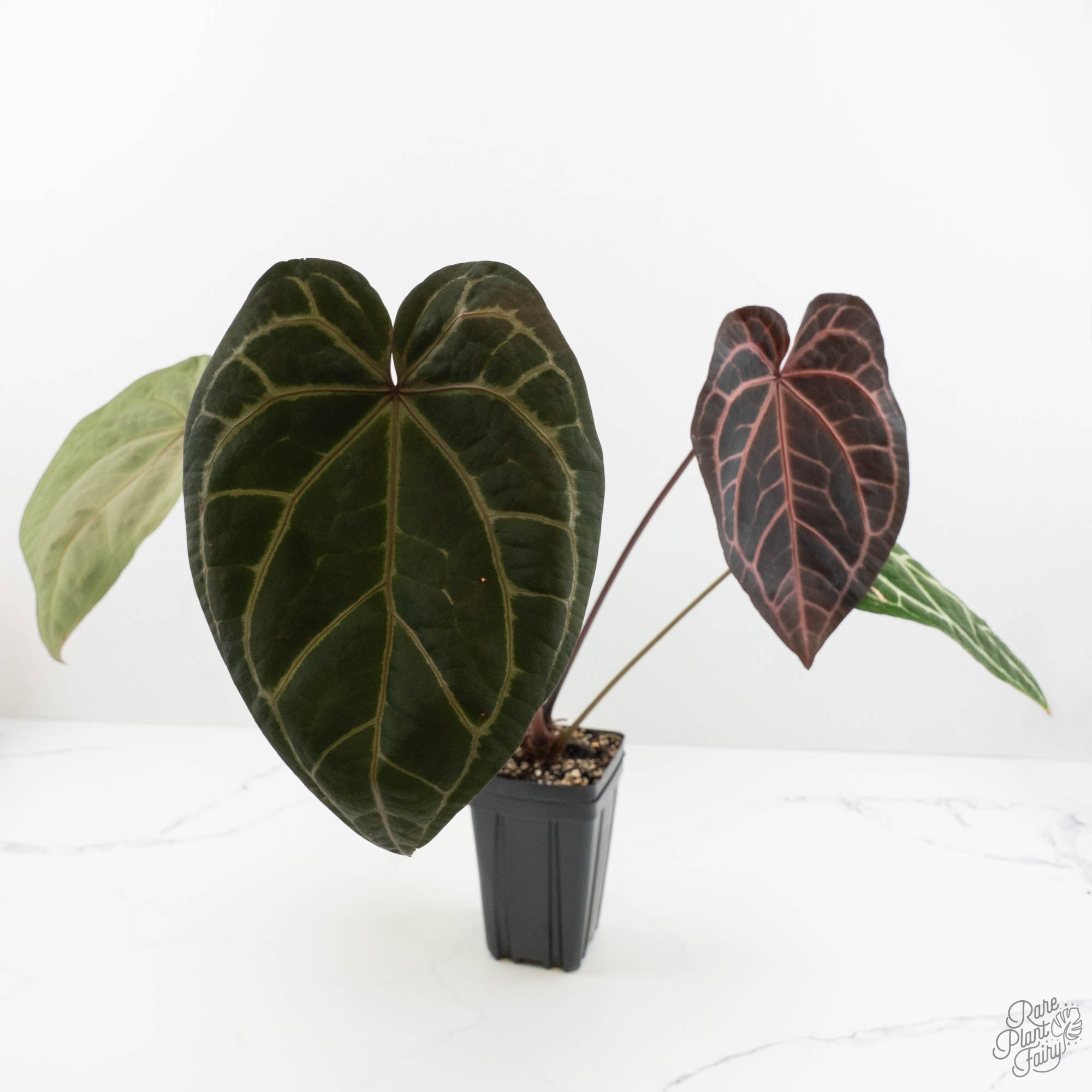 Anthurium Zara '29' x Zara '3' by DocBlock® (wk18-P) – Rare Plant
