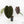 Anthurium Zara '29' x Zara '3' by DocBlock® (wk18-P)