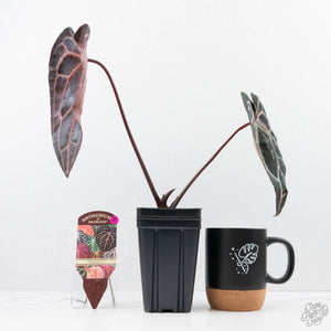 Anthurium  Zara '29' x  Zara '3' by DocBlock® (wk22-J)