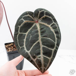 Anthurium  Zara '29' x  Zara '3' by DocBlock® (wk22-J)