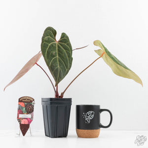 Anthurium  Zara '29' x  Dark and Handsome '9' by DocBlock (wk38-L187)