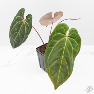 Anthurium  Zara '29' x  Dark and Handsome '9' by DocBlock (wk38-L187)