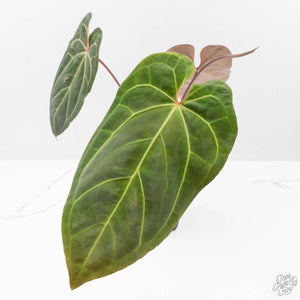 Anthurium  Zara '29' x  Dark and Handsome '9' by DocBlock (wk38-L187)