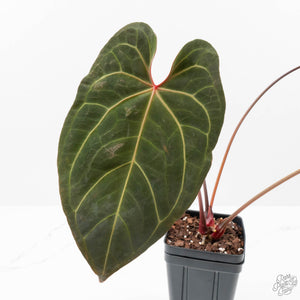 Anthurium  Zara '29' x  Dark and Handsome '9' by DocBlock (wk38-L187)