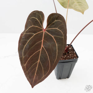 Anthurium  Zara '29' x  Dark and Handsome '9' by DocBlock (wk38-L187)